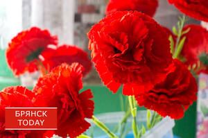 Кремация животных: современный способ прощания с питомцем