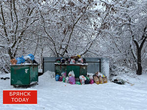 Как брянцам выбросить новогоднее дерево и не нарваться на штраф
