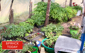 Сульфатные удобрения в агротехнике: незаменимый источник серы и азота