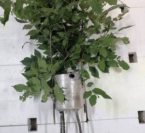 Брянцев снова пугают взрывоопасными «кустами»