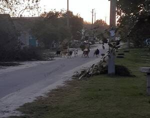 Приграничный посёлок Климово терроризирует стая бродячих собак