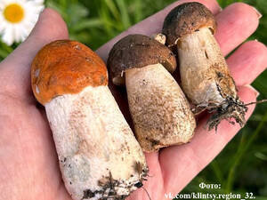 Грибной сезон открыт: брянцы похвастались первой добычей