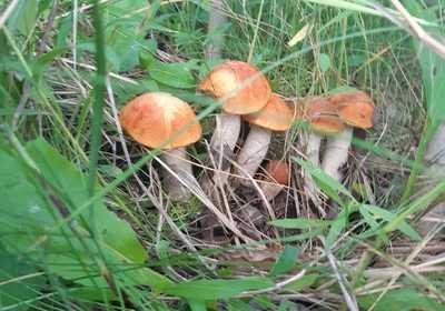 В Брянской области начался долгожданный грибной сезон