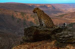 Выросло число участников кампании по сохранению дальневосточного леопарда