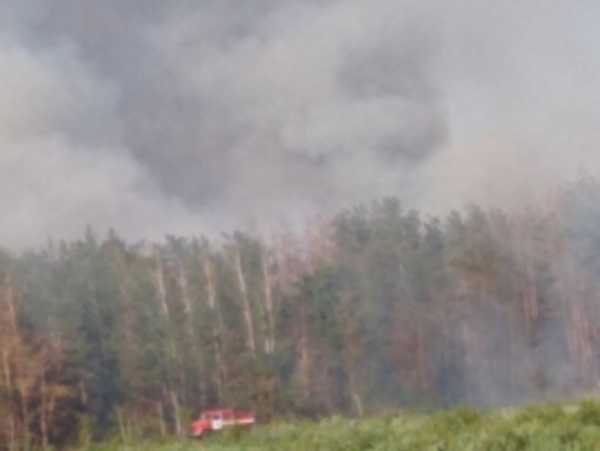 В Клинцовском районе сгорело два гектара леса
