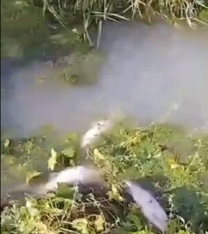 Поселок Мирный задыхается от зловонного ручья нечистот и дохлой рыбы