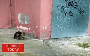 В Брянске утвердили новые правила отлова и содержания бездомных животных