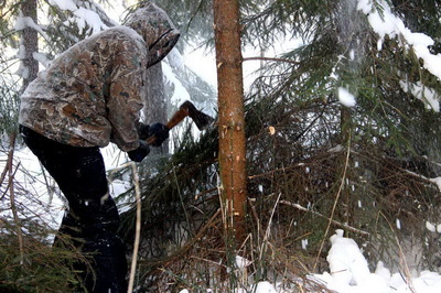 Под Брянском мужчина незаконно вырубил деревья на 800 тысяч рублей