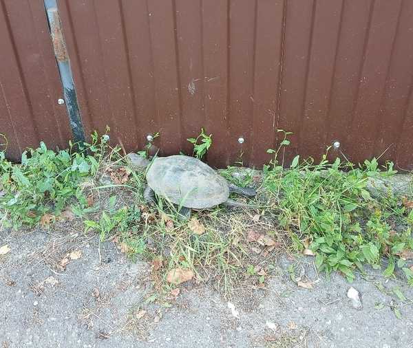 В Брянске на улице Ленинградской заметили болотную черепаху