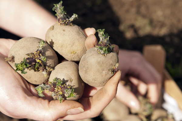 Клетнянского фермера накажут за 150 тонн подозрительного картофеля