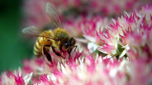 В Брянской области пчеловоды осваивают работу по-новому
