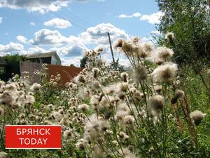 «Погода шепчет»: синоптики порадовали брянцев прогнозом на 6 июля