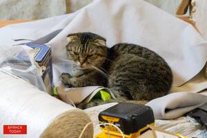 В Брянске зоомагазин попал под суд из-за лекарства для котов