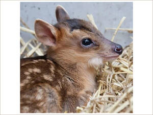 Брянцев просят выбрать имя для новорождённого оленёнка