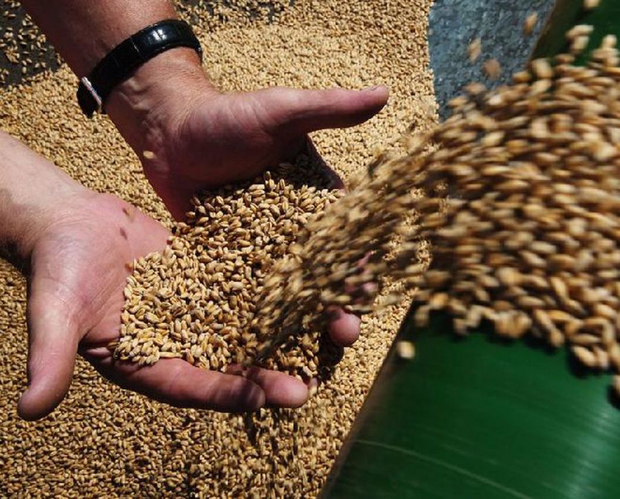 В Брасовском районе аграрии отчитались о рекордном урожае зерновых
