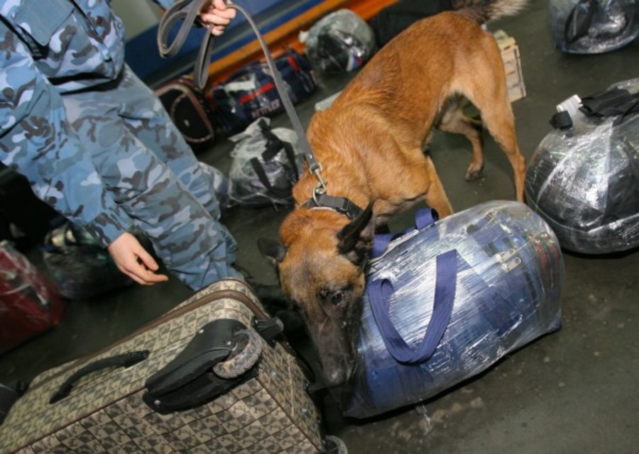 Собаки для поиска наркотиков породы фильм тотали спайс на русском языке
