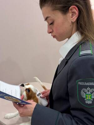 Как вывезти питомца за рубеж: опыт 80 владельцев из Брянской области