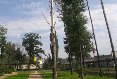 В Брянске сухие деревья угрожают жителями Бежицы