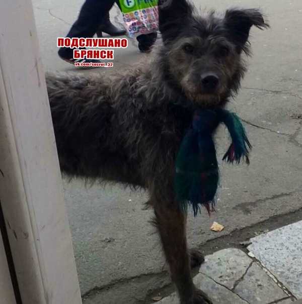 В Брянске сняли на фото забавного пса с шарфом
