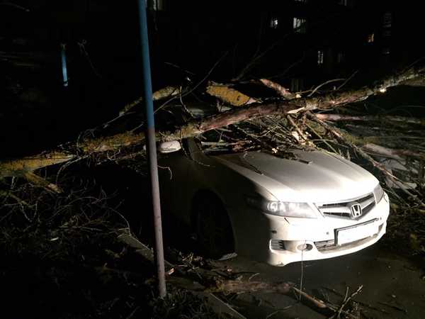 В Брянске на припаркованную иномарку рухнуло дерево