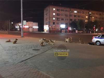 В Брянске бродячие собаки захватили Бежицкий рынок