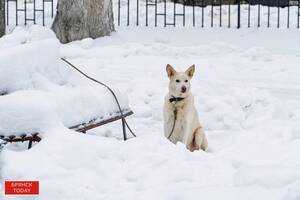 Брянский депутат предложил внедрить «собачий Face ID» вместо чипирования