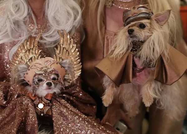 Брянских собачников пригласили на модный показ с домашними любимцами