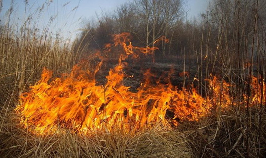 В брянских лесах установился 4 класс пожарной опасности