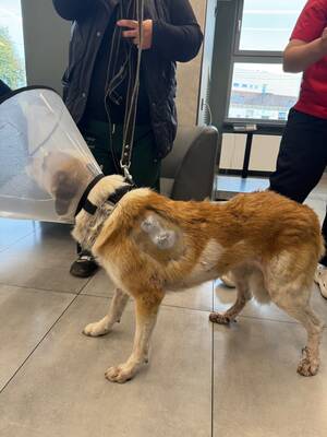 Любимец детей стал жертвой живодёра: история потрясла Брянск