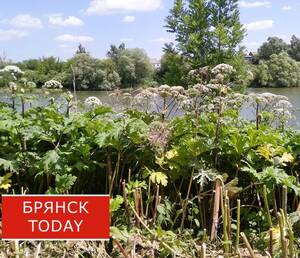 В Брянской области владельцев земли заставят бороться с борщевиком