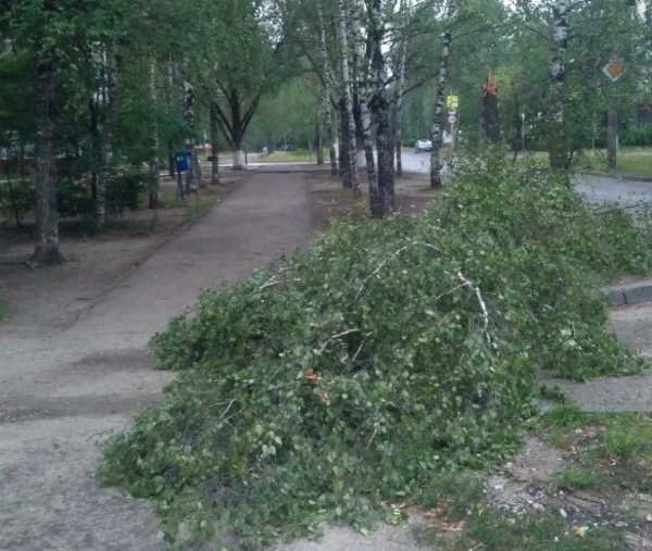 В Брянске ураган повалил дерево на улице Орловской