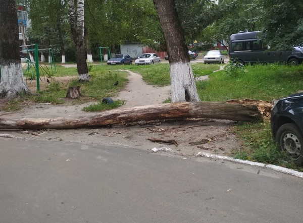 В Брянске на проспекте Московском месяц не убирают рухнувшее дерево 