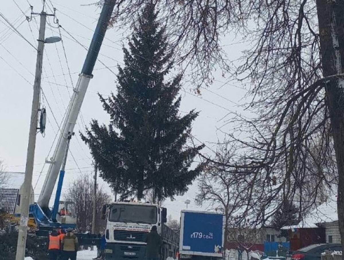 В Брянске сняли видео елку, которая украсит площадь возле ДК Медведева