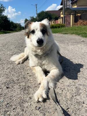 В Брянске ищут дом для трех питомцев онкобольной супружеской пары