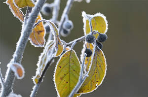 Иней в сентябре: в «Брянском лесу» сфотографировали морозное утро
