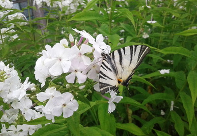 Редкий вид бабочки замечен недалеко от заповедника «Брянский лес»
