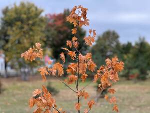 Брянцам продлили жёлтый уровень опасности