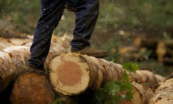 Четыре жителя Брянского района вырубили деревьев на 8,7 млн руб