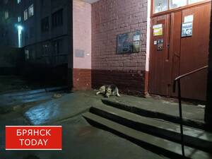 Покусанным двум юным севчанам выплатят по 40 тысяч за моральный вред