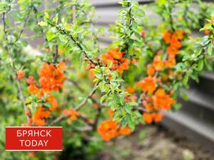 Синоптики порадовали брянцев прогнозом на 13 августа