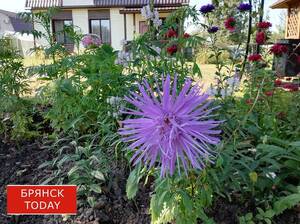 Адская жара в Брянской области сменится комфортным теплом