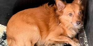 Брянский приют просит помощи в поиске хозяина рыжей собаки