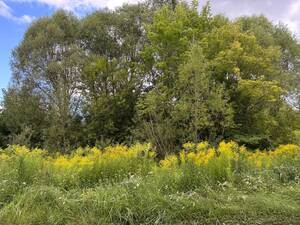 Брянский общественник бьет тревогу: золотарник захватывает территории