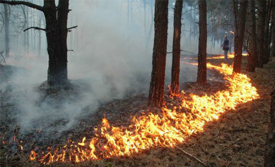 Под Брянском тушили лесной пожар