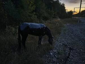 В лесу у Брянска нашли опасную яму, наполненную битумом