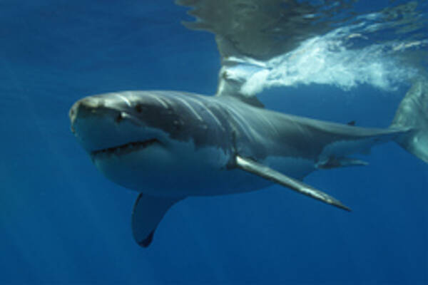 Подросток спас друга после нападения 5-метровой акулы-людоеда