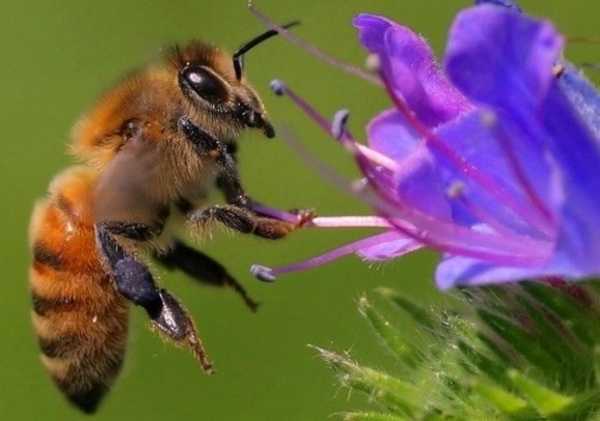 Ветеринары расследуют массовую гибель пчел в Брянской области