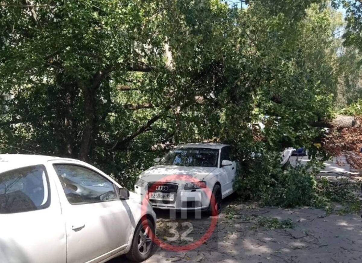 В Брянске упало дерево на машину на улице Октябрьской | 07.08.2023 | Брянск  - БезФормата