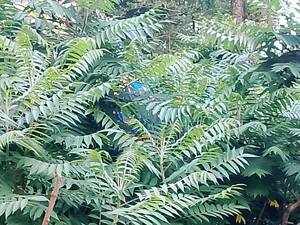 Брянские водители возмущены знаком-невидимкой на Октябрьской