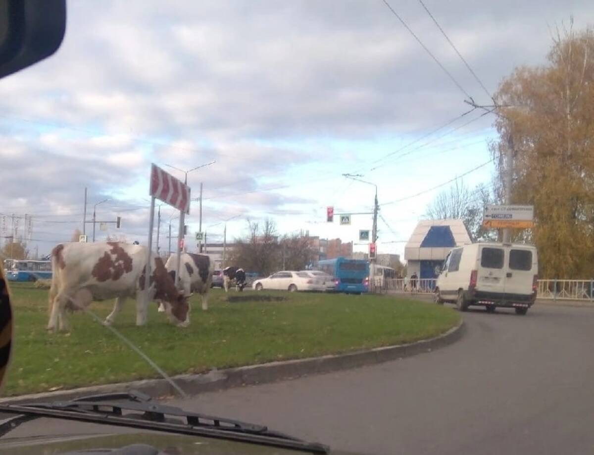 В Брянске коровы щипали травку на Телецентре